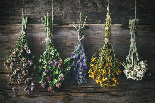 Botanical Still Life